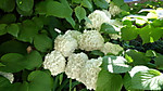 Cai_4800_2