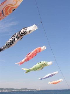 Koi
