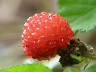 Photo_3