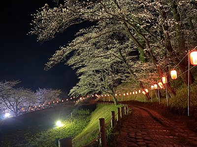 Sakura_image12