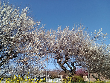 Kimg20260305_134027852s