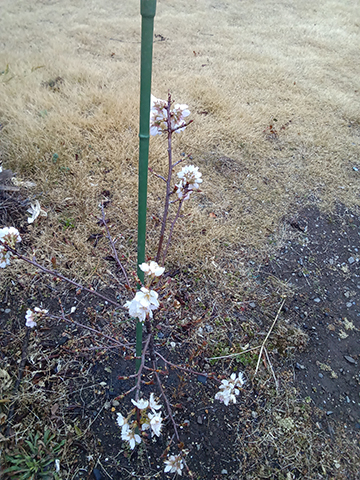 Kimg20260310_061926576s