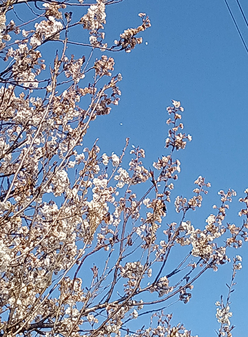 Kimg20260321_1523170952s