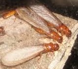Siroari