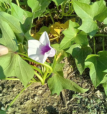Kimg20260826_063440080