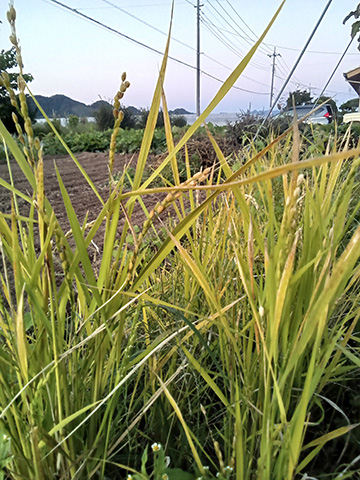 Kimg20261008_053735235